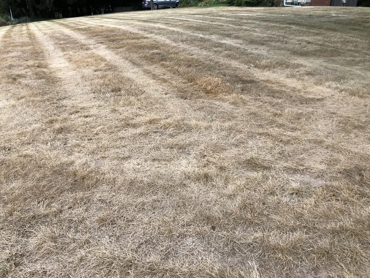 Dead brown lawn during a dry spell — the common Tucson yard problem artificial grass solves